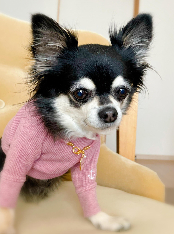 軽くて柔らか♪本革迷子札チャームチョーカー（小型犬、中型犬専用）サイズオーダーあり 5枚目の画像