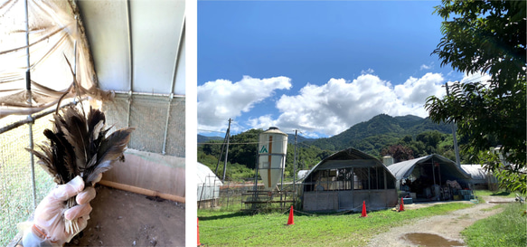 本能をくすぐる猫じゃらし「ばねじゃらし」天然木 マホガニー色　超弾性ワイヤー採用！ 14枚目の画像