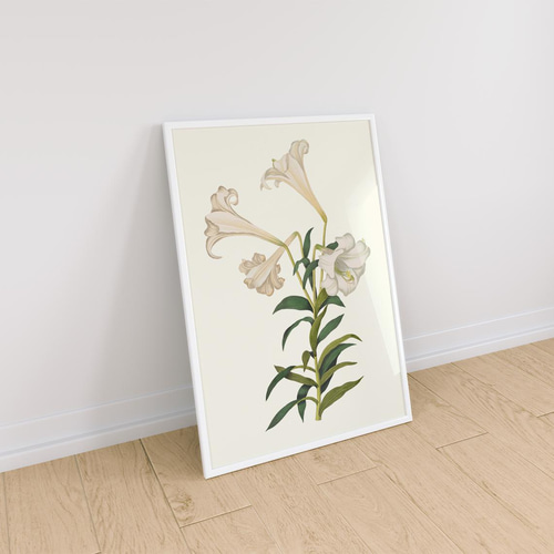 柔らかな雰囲気のボタニカルアート 植物画 ポスター 検）モモ