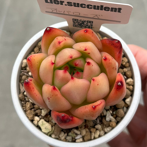 多肉植物 リエール苗 スパイシーローズ | BooTA29♡Succulent