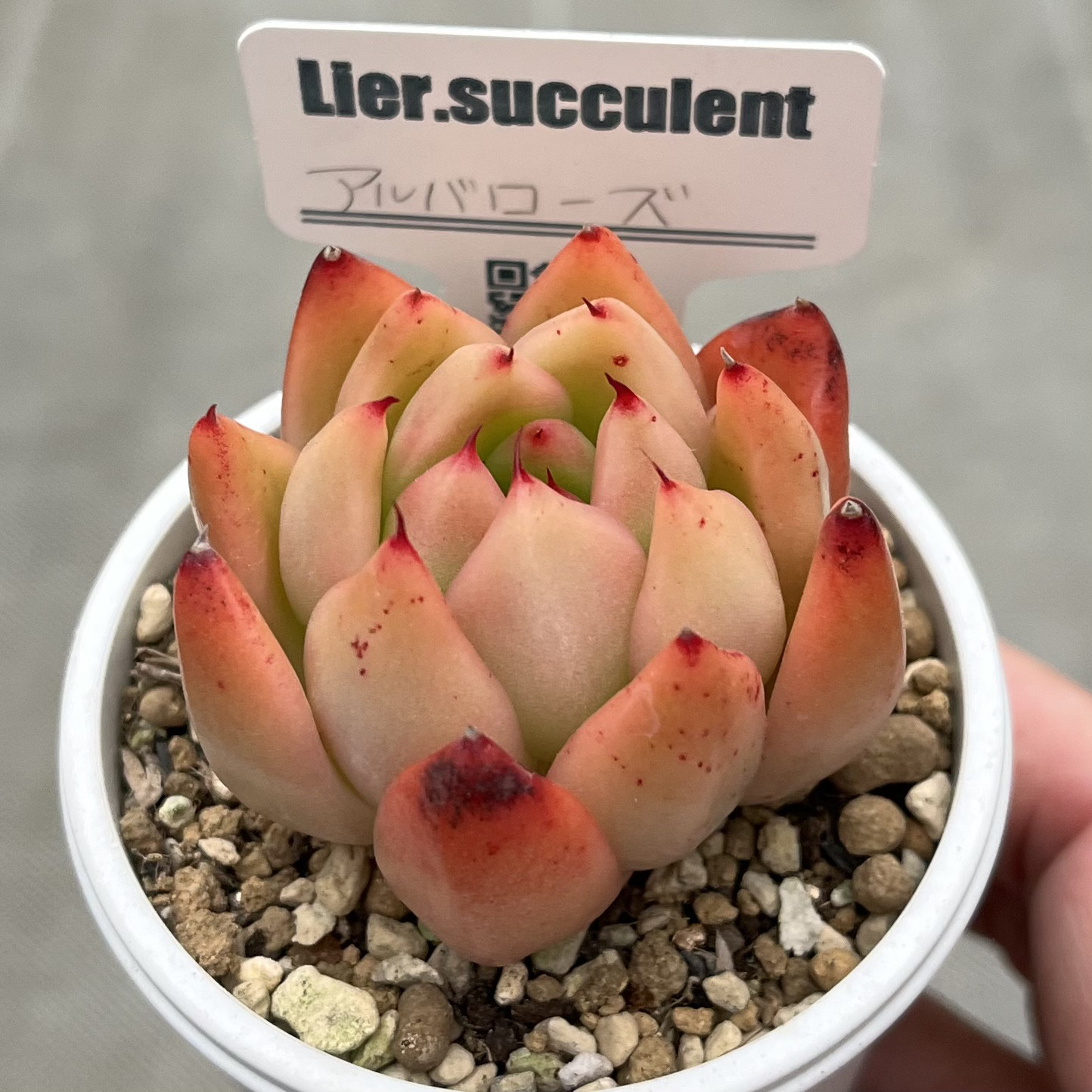 アルバローズ リエール苗 札付き 多肉植物 多肉植物