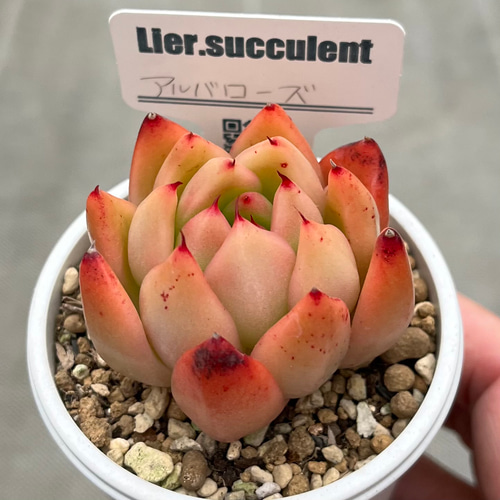 売却済み　　多肉植物 リエール苗　サンダーローズ 多肉植物 リエール苗 スパイシーローズ | BooTA29♡Succulent