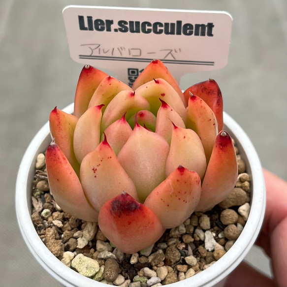 アルバローズ リエール苗 札付き 多肉植物 多肉植物 kanomarihome 通販