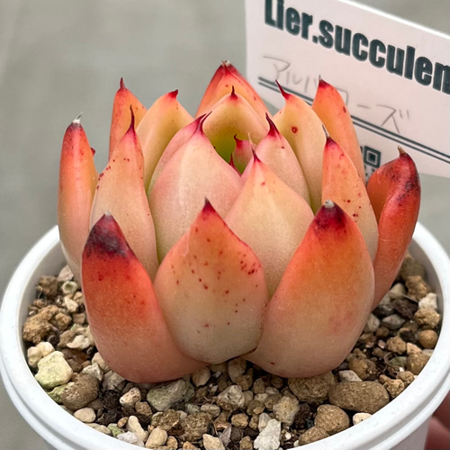 アルバローズ リエール苗 札付き 多肉植物 多肉植物 kanomarihome 通販