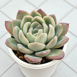 スイレン スリョン 多肉植物 多肉植物 kanomarihome 通販 11817525