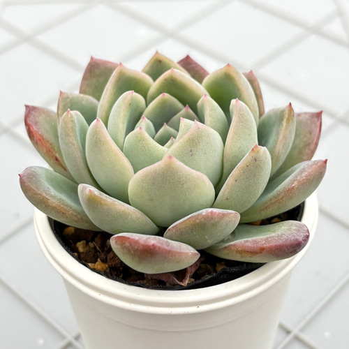 スイレン スリョン 多肉植物 多肉植物 kanomarihome 通販 11817525