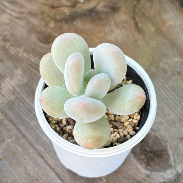 多肉植物 星美人 抜き苗 多肉植物 星美人 抜き苗 星美人 | 多肉植物