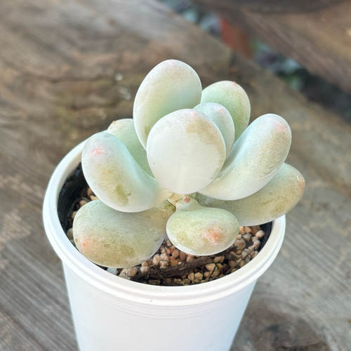 星美人 多肉植物 多肉植物 kanomarihome 通販 11817540｜Creema(クリーマ)