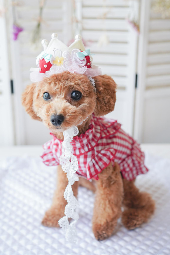 ＜人気商品＞いちご　♡crown お写真がとびっきり可愛く撮れます/誕生日　撮影会にも　王冠　犬　猫　バレンタインにも 10枚目の画像