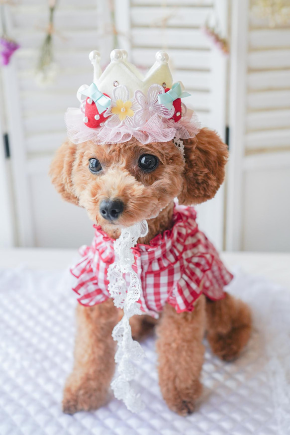 ＜人気商品＞いちご　♡crown お写真がとびっきり可愛く撮れます/誕生日　撮影会にも　王冠　犬　猫　バレンタインにも 1枚目の画像