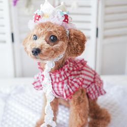 ＜人気商品＞いちご　♡crown お写真がとびっきり可愛く撮れます/誕生日　撮影会にも　王冠　犬　猫　バレンタインにも 9枚目の画像