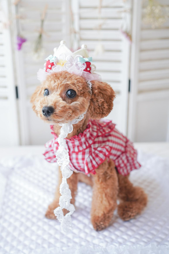 ＜人気商品＞いちご　♡crown お写真がとびっきり可愛く撮れます/誕生日　撮影会にも　王冠　犬　猫　バレンタインにも 9枚目の画像