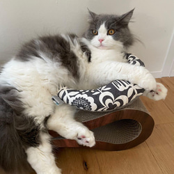 モロッコ クッション ボシャルウィットプフNo.01-10 コットン