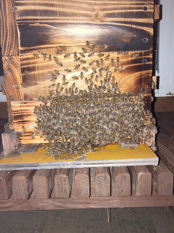 ニホンミツバチ巣箱前開き巣門スノコ付き 13枚目の画像