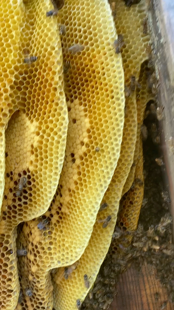 ニホンミツバチ巣箱前開き巣門スノコ付き 15枚目の画像
