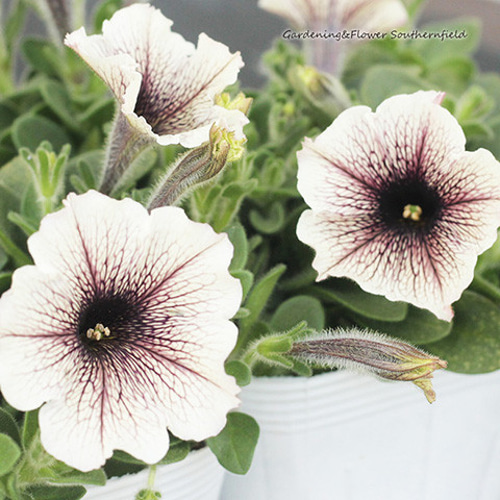 ◇ボリューム満点◇アンティークグリーン ペチュニア 5号鉢