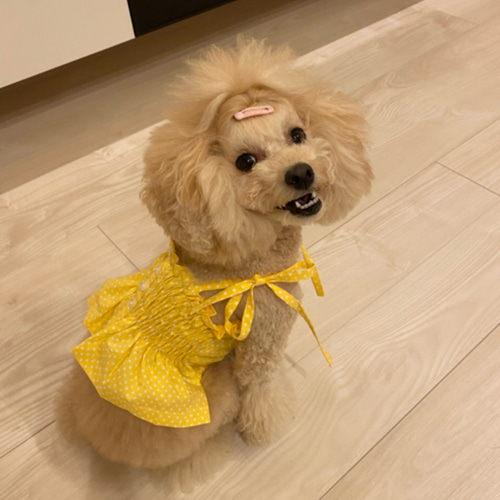 犬服・アクセサリー Hamcheese 楽天市場】犬 ヘッドドレス 春 帽子 アクセサリー ギンガム
