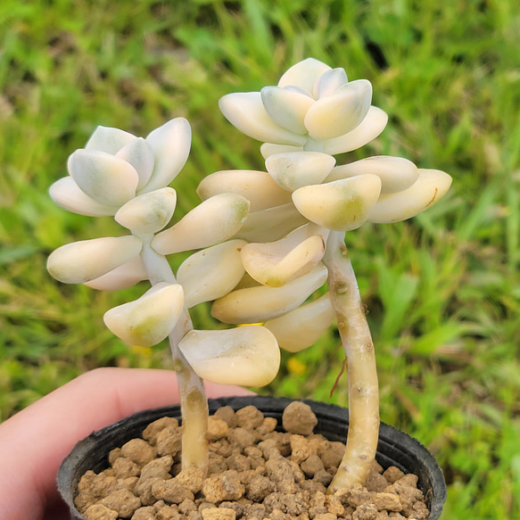 ティテュバンス錦 多肉植物 グラプトベリア 4枚目の画像