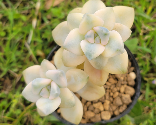 ティテュバンス錦 多肉植物 グラプトベリア その他インテリア雑貨 多肉