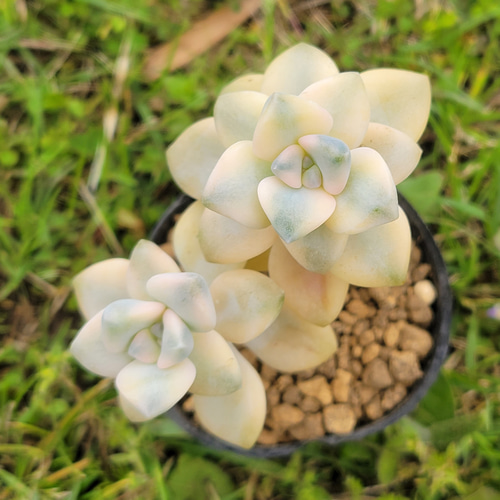 ティテュバンス錦 多肉植物 グラプトベリア その他インテリア雑貨 多肉