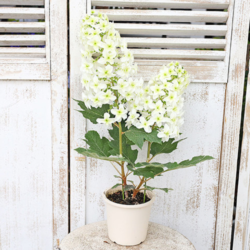 鉢花 カシワバアジサイ 4号ポット 高さ50cm 柏葉 紫陽花 白 育てやすい
