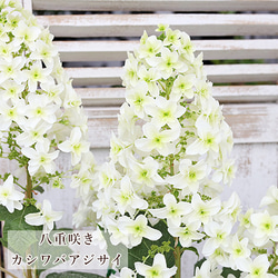 鉢花 カシワバアジサイ 4号ポット 高さ50cm 柏葉 紫陽花 白 育てやすい