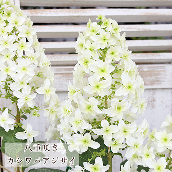 鉢花 カシワバアジサイ 4号ポット 高さ50cm 柏葉 紫陽花 白 育てやすい