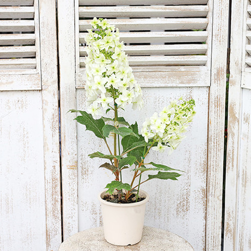 鉢花 カシワバアジサイ 4号ポット 高さ50cm 柏葉 紫陽花 白 育てやすい