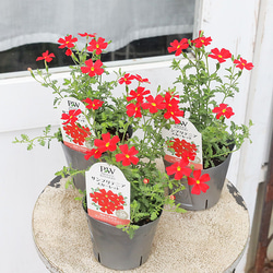 花苗 PW サンブリテニア スカーレット 3.5号 多年草 赤 四季咲き