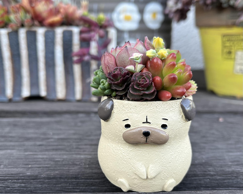 Amazon｜多肉植物 寄せ植え 苗 かわいい器に寄せ植えされた多肉
