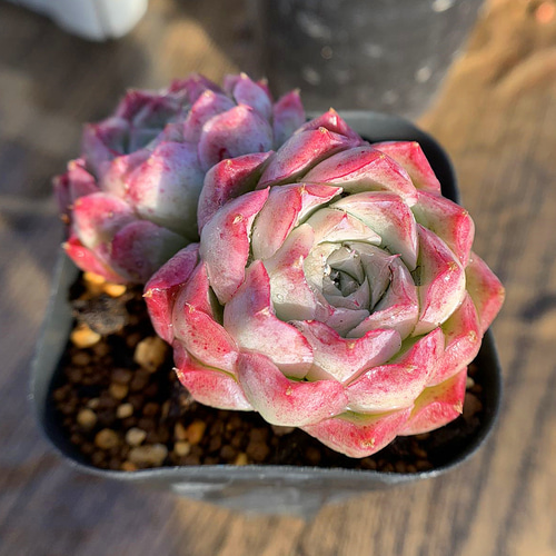 最終お値下げ　美品　エミリオロバ　薔薇＆多肉植物　２個セット 特集から選ぶ