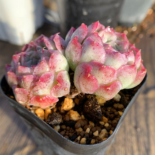 195.多肉植物 寄せ植え エケベリア属 バラの月影（2頭） 抜き苗 アート