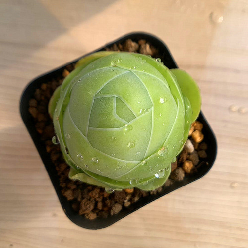 197.多肉植物 寄せ植え グリノービア属 オーレア エッグ（単） 抜き苗