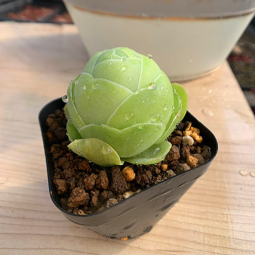 197.多肉植物 寄せ植え グリノービア属 オーレア エッグ（単） 抜き苗