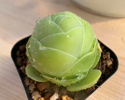 a8b4152e6b1f31a289f7d77eba1a1b