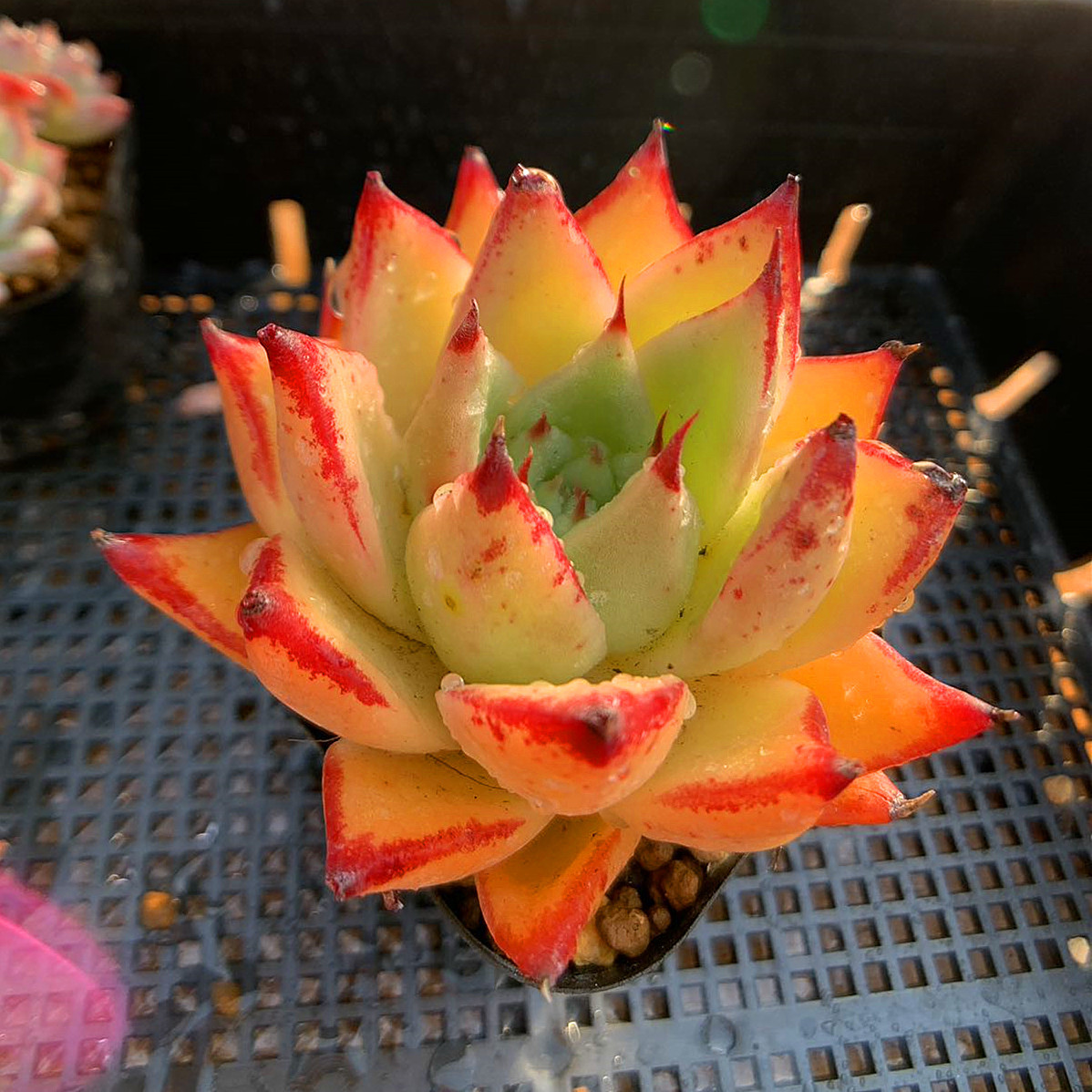 多色エケベリア寄せ植え 561.多肉植物 宅急便送料無料 エケベリア 寄せ植えセット35個 超