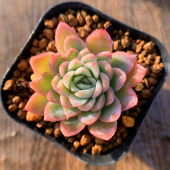 ＊美苗＊No.461 ❁アイススピリッツ❁ 抜き苗 多肉植物 寄せ植え 美苗＊No.461 ❁アイススピリッツ❁ 抜き苗 多肉植物 寄せ植え 美苗