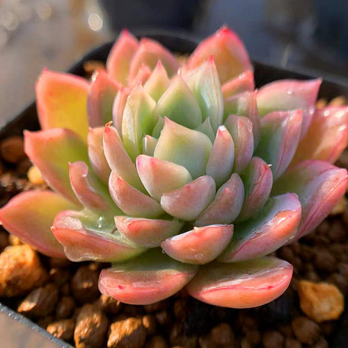 美苗＊No.461 ❁アイススピリッツ❁ 抜き苗 多肉植物 寄せ植え 美苗