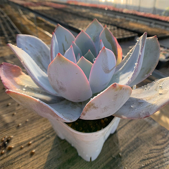 205.多肉植物 寄せ植え エケベリア属 カンテ（特大） 美苗 抜き