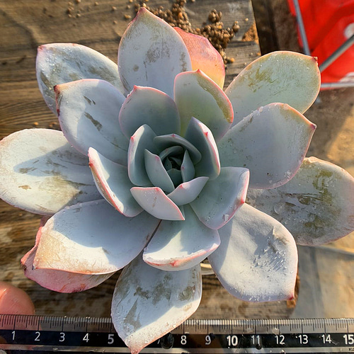 多肉植物 セダム トリカラー 抜き苗♡ 【公式通販】