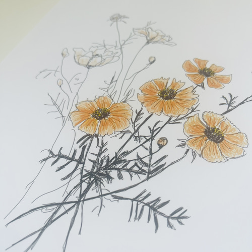 5月23日の誕生花 キバナコスモス 明るく楽しく過ごしましょう