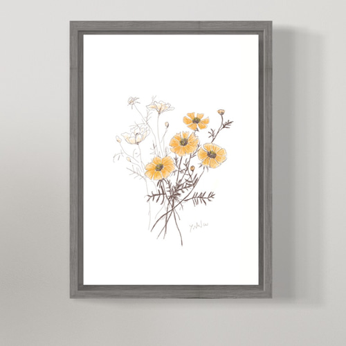 5月23日の誕生花 キバナコスモス 明るく楽しく過ごしましょう