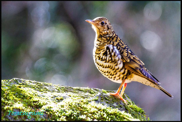 野鳥トラツグミ 1枚目の画像