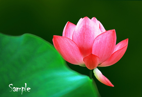 ☆ハスの花（写真） 1枚目の画像