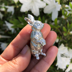 增加了新姿勢：錫兔也可以用作盆栽植物的點綴 第6張的照片