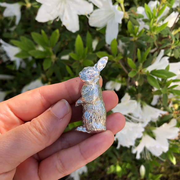 增加了新姿勢：錫兔也可以用作盆栽植物的點綴 第8張的照片
