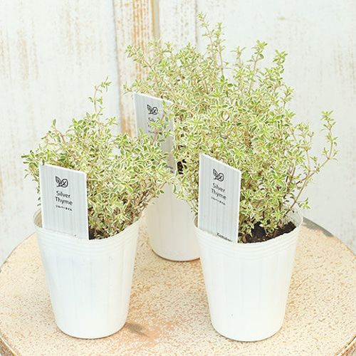 楽天市場】花苗 ハーブ苗. 斑入り葉 タイム フォックスリー 1鉢
