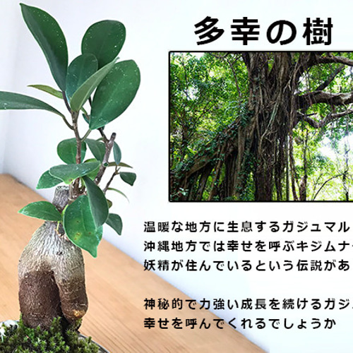 多幸の樹 縁起の樹 ガジュマル盆栽 くらま岩風鉢】 その他
