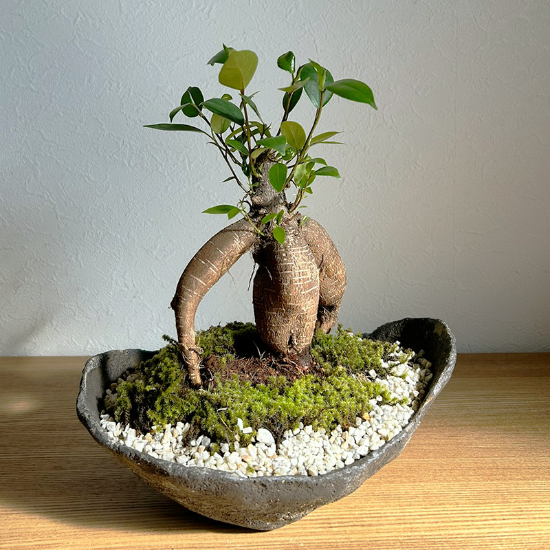 11*6cm 678.景仙 盆栽鉢 白貫入釉丸鉢 植木鉢