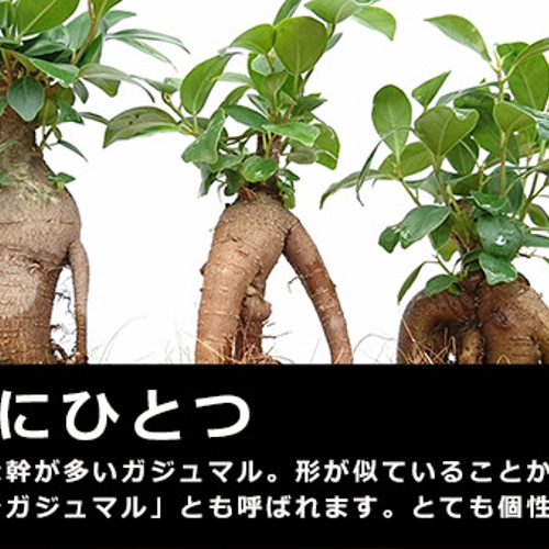 多幸の樹 縁起の樹 ガジュマル盆栽 くらま岩風鉢】 その他